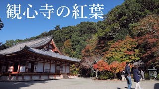 【 観心寺の紅葉 】楠木正成の眠る地に紅葉猛々しく。