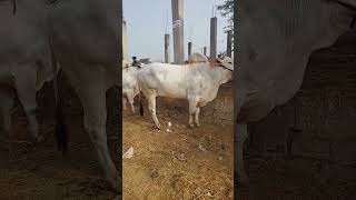 Biggest Ongole Bulls in india