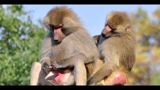 Gelada monkey needs a heart monitor  | CCTV English