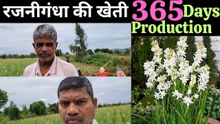 Rajanigandha flower Farming, रजनीगंधा की खेती, Tuberose farming, Rajnigandha flower,