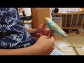 セキセイインコ ララちゃん