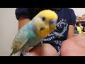 セキセイインコ ララちゃん