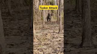 When a Tusker Charged | Musth period #bull #elephant #shorts