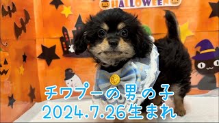 ペットプラザ広島祇園店　MIX(チワワ×トイ・プードル）　2406655