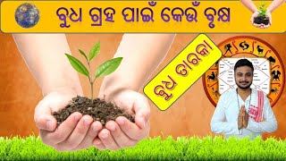 Budhataraka Tree ବୁଧତାରକା ଗଛ ( ବୁଧ ଗ୍ରହ ପାଇଁ )