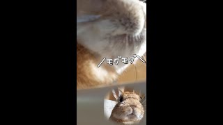 朝ごはんを食べてるうさぎさん　Breakfast of the cute rabbit【うさぎカフェ ぽっぷ Pop】　#Shorts