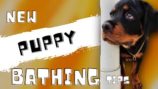 🤔 How frequently I Bath Rusty & Cherry? | When to Bathe a Puppy & Adult Dogs | Chatty Rotty