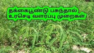 Thakkai poondu valarpu - The natural fertilizer|| தக்கைப்பூண்டு - இயற்கை உர செடி வளர்ப்பு