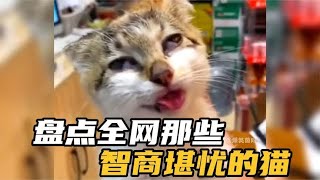 盘点那些智商堪忧的猫，它是孩子不是耗子，哈哈笑死我了