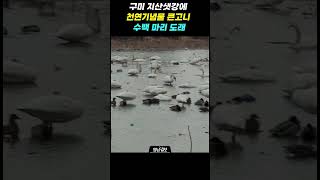 구미 지산샛강에 천연기념물 큰고니 수백 마리 도래