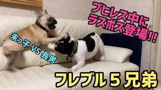 フレブル5兄弟 長男VS末っ子 ブヒレス中にラスボス登場【フレンチブルドッグ　French Bulldogs　프렌치 불독　法国斗牛犬】