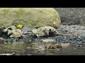 1140219 the citrine wagtail is a rare winter visitor in taiwan.