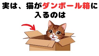 猫の雑学‼【不思議】猫が箱好きな理由10選！そんな理由があったなんて…