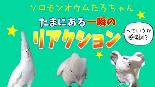 ソロモンオウムたろちゃん　たまにある一瞬のリアクション　Occasionally a momentary reaction of a cockatoo