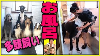 友達が超大型犬のお風呂入れたら【大惨事】‼︎w