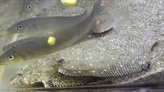 マハタ仔魚がスイートコーンを次々と捕食する映像