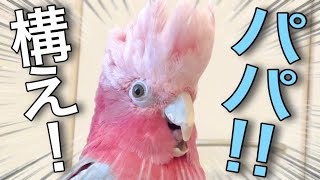 甘やかされて育ったオウムが立派なストーカーになりましたw【モモイロインコ】