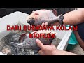 Kolam bioflok ikan Nila, Lele, Bawal