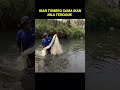 terciduk ikan tombro dan ikan nila shorts jalaikan ikan