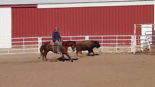 Bet Hes Cajun - 2019 Chestnut Gelding - Buffalo