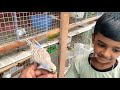 adult birds നെ ഇണക്കാൻ പഠിപ്പിക്കാം tutorial for taming an adult budgie r u0026b media