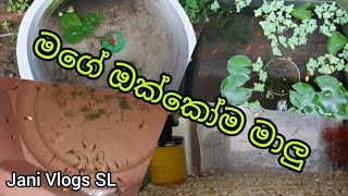 Mage Malu Okkoma (මගේ මාලු ඔක්කෝම) Jani Vlogs SL