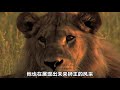 一只母狮的复仇之路，狮子本强为母更刚 lion vs buffalo