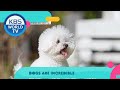 Fun-Staurant / Boss in the Mirror / Dogs Are Incredible [Weekly Pick | KBS WORLD TV]