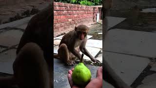 ये बंदर सुबह से भूखे बैठे हुए थे तो हमने इन सभी को pear🍐खिलाए #feeding #humanity #respect #trending