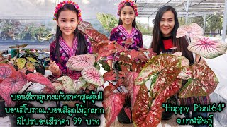 บอนสีธาตุบางแก้วราคาสุดคุ้ม!! บอนสีโบราณ..บอนสีลูกไม้ถูกมาก \