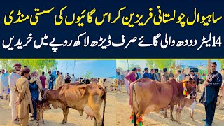 Malumor Mandi Today Cows Fresh Rates Update | Khangar Cows | Cross Breed Cows