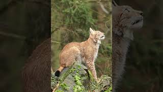 The Elusive Eurasian lynx #shorts #viral #shortsvideo