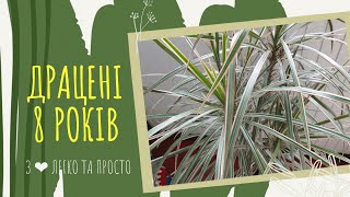 ДРАЦЕНА : як ДОГЛЯДАТИ 🌴🌴 Чому жовтіє і сохне листя у ДРАЦЕНИ 🌴🌴