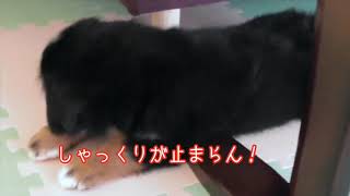 バーニーズ マウンテンドッグ　ジャービス　大型犬のいる暮らし　小さな大事件 　bernese mountain dog and Japanese family