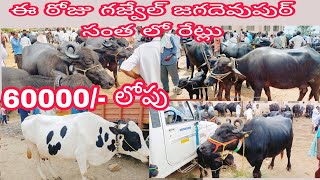 ఈ రోజు గజ్వేల్ పశువుల సంతలో పశువుల రేట్లు||#hfcow #jersey#dairy