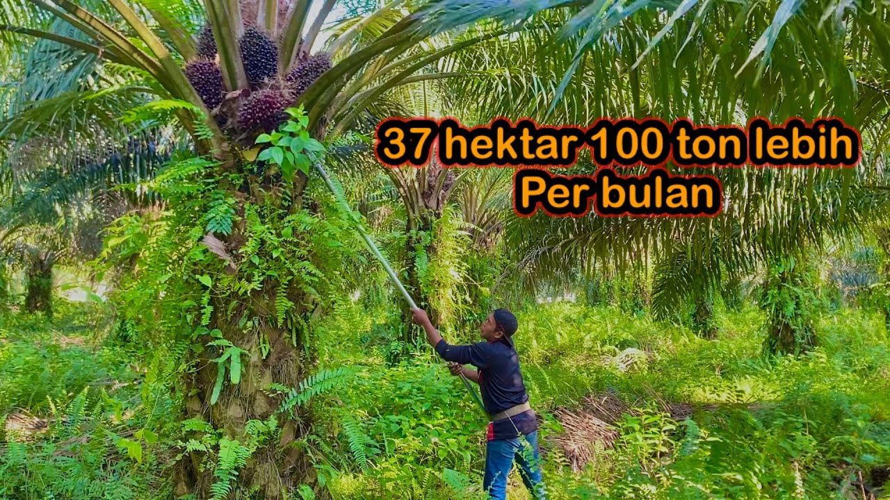 37 Hektar 100 Ton Lebih Dari Kebun Ini Perbulan Keluar. - YouTube