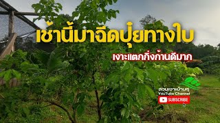 🌳🌿ฉีดปุ๋ยทางใบ | เงาะแตกกิ่งก้านแตกยอดดี🌿