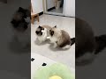 Identical Twin Cats Playfully Tease Each Other! 😂🐾