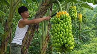 CEO Trieu Khang Harvests Bananas & Raises Livestock | Leaving City Life Behind
