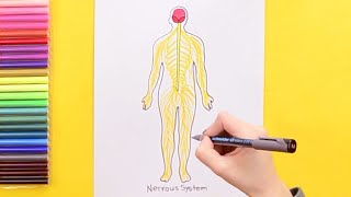 How to draw the Human Nervous System