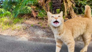 猫島の港付近の猫「神社行くの?一緒に行くニャン!」