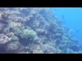 Scuba Diving in Fiji - Subsurface Dive Team