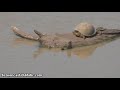 two different types of terrapin at djuma waterhole