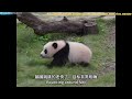 五个月不到奇三妹，就会宠粉了 qi sanmei will be doting on her fans in less than five months panda cute giantpanda