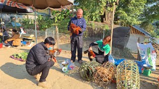 Harvest lots of chickens (roosters) to sell at market - build a farm/ Loan Bushcraft.