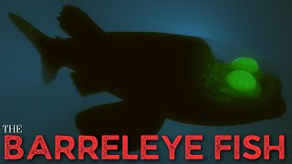 The Barreleye Fish - Spookfish!