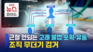 근절 안되는 고래 불법 포획˙유통…조직 무더기 검거 / HCN경북방송