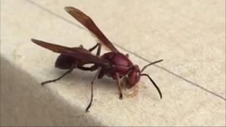 Wasps | Paper Wasp eating carton | 台灣褐色長腳胡蜂 (4)