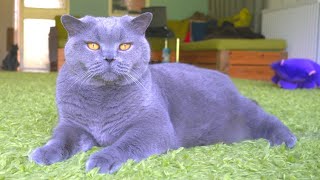 British Shorthair Cat -  Blue, Grey or Violet?