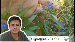 សម្រស់ផ្កាកណ្តៀងតាមវាលស្រែ